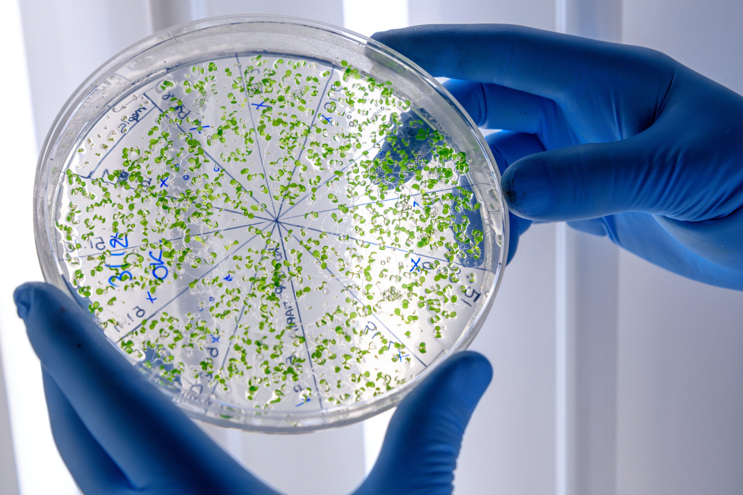 listeria